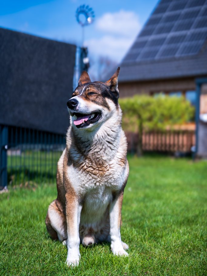 Unser Hund